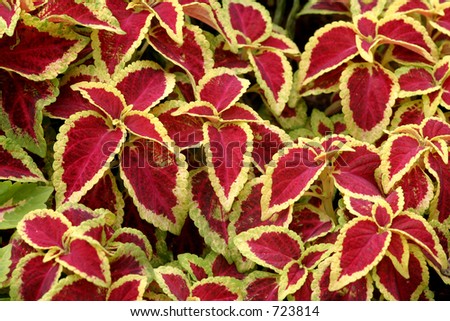 Decorative red centered, yellow edged leaf plants on outdoor flowerbeds.