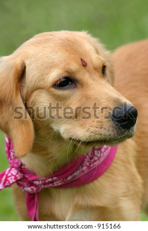 A young golden retriever with a forehead sticker and scarf