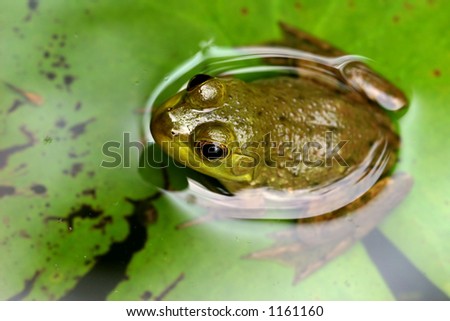 Frog semi submerged in pond water sitting on a lily leaf