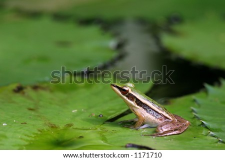Small striped frog sitting on top of a floating lily leaf, basking in the air