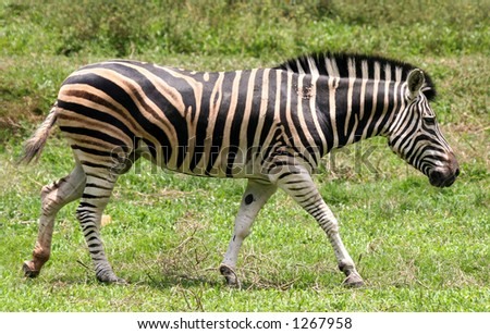 Side view of a lone African zebra walking along a green plain.
