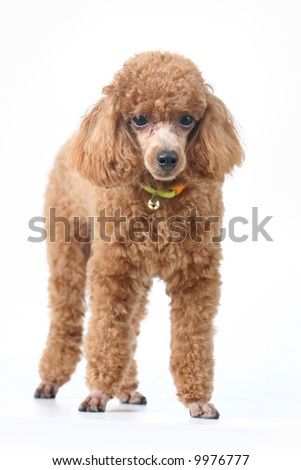 Brown toy poodle in classic poodle cut groomed professionally