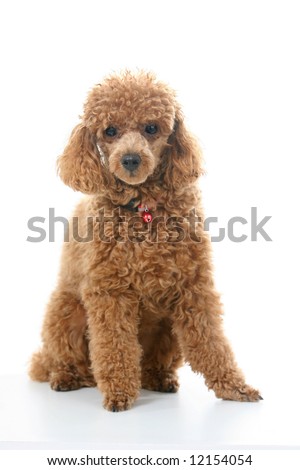 Dogs Hair Cuts Style on Brown Toy Poodle With Classic Grooming In A Pose Stock Photo 12154054