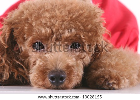  Poodle Puppies on Toy Poodle With Puppy Cut In Large Red T Shirt Stock Photo 13028155