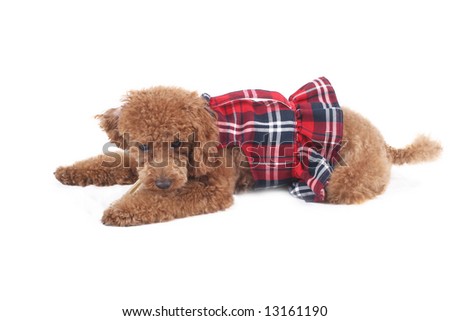Toy poodle in red checkered dress skirt