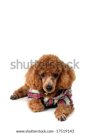 Brown toy poodle in classic poodle cut in a checkered shirt