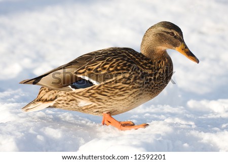 A female duck walking in snow. Latin name - Anas platyrhynchos