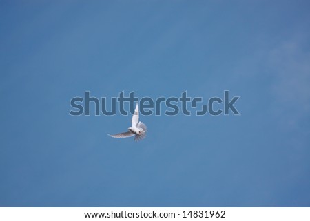 White dove flying in blue sky