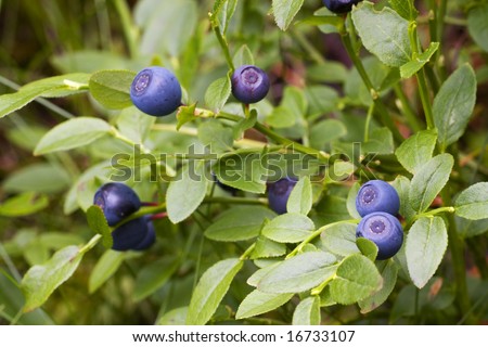 Blueberry bush with ripe berries
