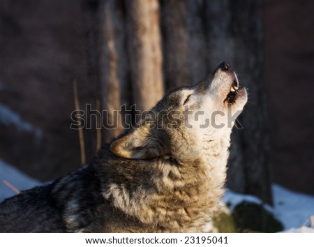 Howling male gray wolf (canis lupus) with sunset light
