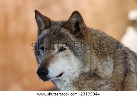Female gray wolf (canis lupus) standing with red rock in background