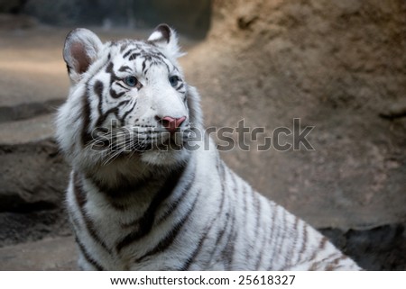 White tiger (panthera tigris altaica) with blue eyes