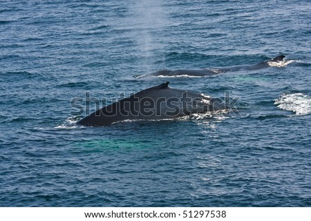 Two whales in sea