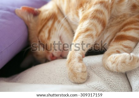 cute red cat sleeping on the couch next to a pillow