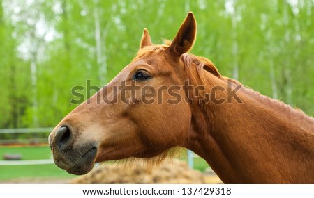 portrait of a beautiful brown horse in the forest close up
