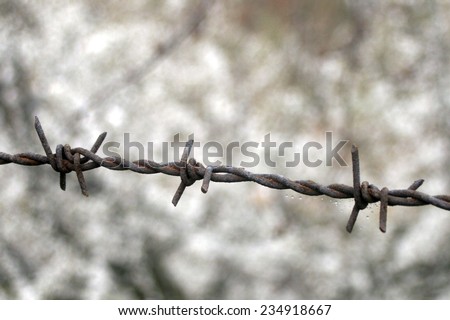 barbed wire and flower garden
