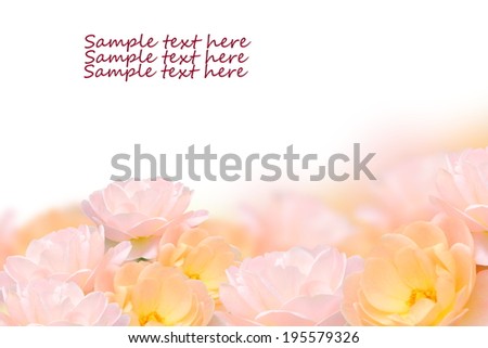 Close up rose flower, isolated on white background and text area.