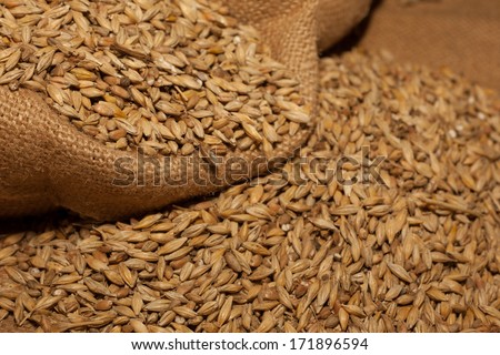 Barley Beans. Grains Of Malt Close-Up. Barley On Sacking Background. Food And Agriculture Concept.