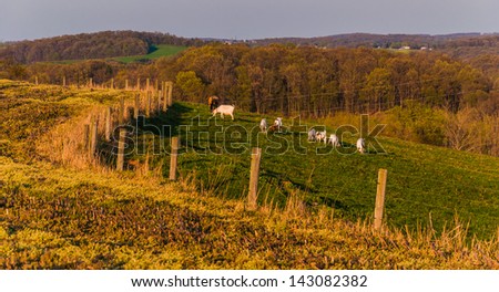 Farm animals on the rolling hills and fields of Southern York County, Pennsylvania.