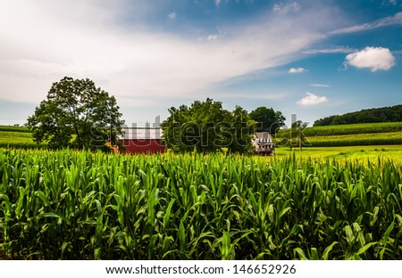 Cornfield, barn, and house on a farm in Southern York County, Pennsylvania.