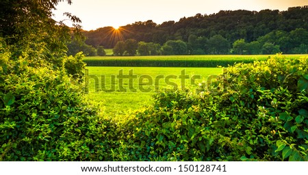 Sunset over bushes and a farm field in Southern York County, Pennsylvania.