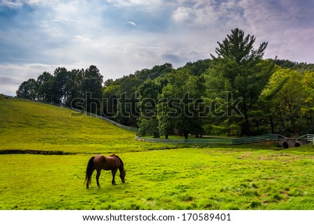 Horse in a farm field in rural York County, Pennsylvania.