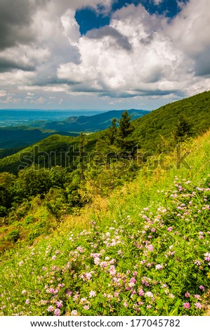 Flowers and view of the Blue Ridge Mountains from an overlook on Skyline Drive in Shenandoah National Park, Virginia.