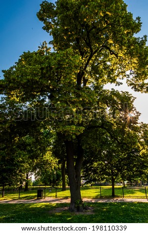 The sun shines through a tree on Federal Hill, Baltimore, Maryland.
