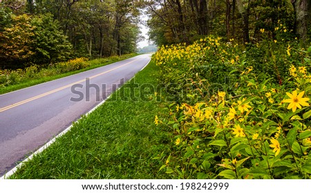 Yellow flowers along Skyline Drive in Shenandoah National Park, Virginia.
