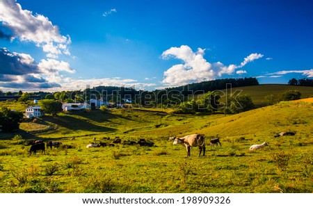 View of cows on a farm in the rolling hills of rural York County, Pennsylvania.