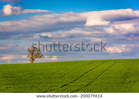 Tree in a farm field in rural York County, Pennsylvania.