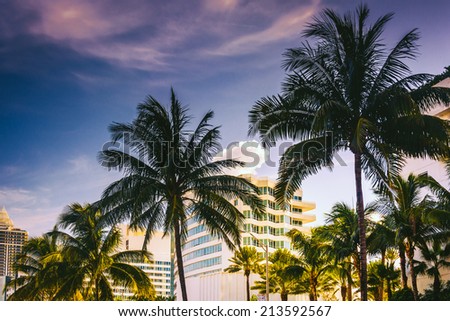 Palm trees and buildings in Miami Beach, Florida.