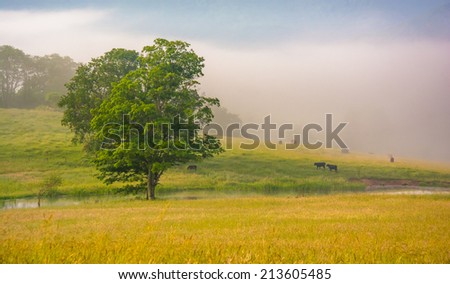 Tree and cattle in a farm field on a foggy morning in the rural Potomac Highlands of West Virginia.