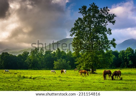 Tree and horses in a field, at Cade\'s Cove, Great Smoky Mountains National Park, Tennessee.