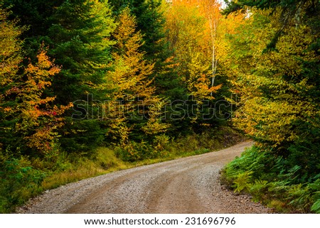 Autumn color along a dirt road in White Mountain National Forest, New Hampshire.