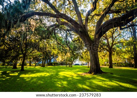 Large oak trees and spanish moss in Forsyth Park, Savannah, Georgia.
