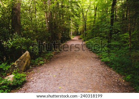 Trail in Great Smoky Mountains National Park, Tennessee.