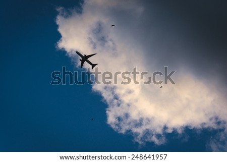 Airplane and birds in the sky in Miami, Florida.