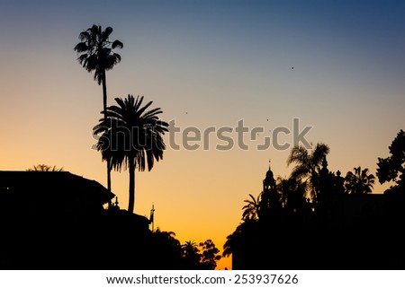 Palm trees at sunset, at Balboa Park, in San Diego, California.