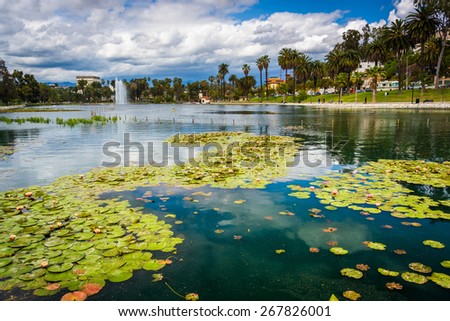 Lily pads in Echo Park Lake, in Los Angeles, California.