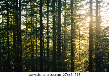 Pine trees along the Mirror Lake Trail at sunset, in Mount Hood National Forest, Oregon.