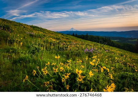 Wildflowers and view of Mount Hood from Tom McCall Point, Columbia River Gorge, Oregon.