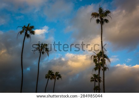 Palm trees at sunset, in Seal Beach, California.