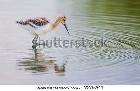 A young American avocet chick wading in water.