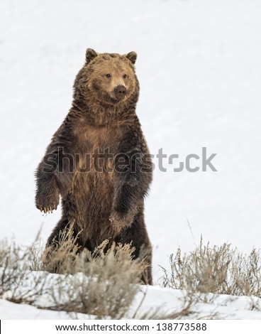 Stock photo of a grizzly bear standing on his hind legs in a snowy meadow in Yellowstone National Park, Wyoming.