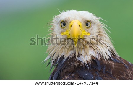 An adult bald eagle looks directly at the camera on a wet, cloudy day in Dutch Harbor, Unalaska, Alaska.