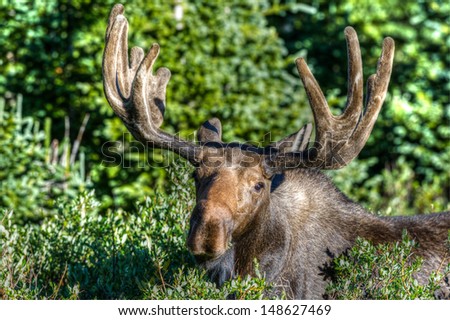 A bull moose looks forward at the camera while munching on willow bushes in the Indian Peaks Wilderness Area, Colorado.