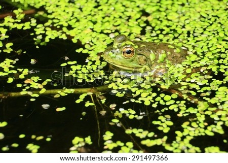 Green frog in pond.