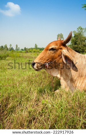 Cow in field  Asia farming and Agriculture