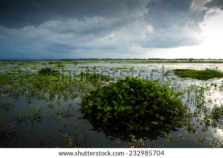 Water rivers lakes Asia water plants sustainable foods